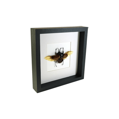 Linda-Kunst-Vlinders in lijst Opgezette kever in zwarte lijst - Eupatorus gracilicornis
