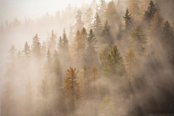 Bomen in ochtend mist van Melanie Kempen - Fotobehang