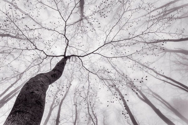 Een weergave van de boom kroon Tom Pavlásek - Fotobehang